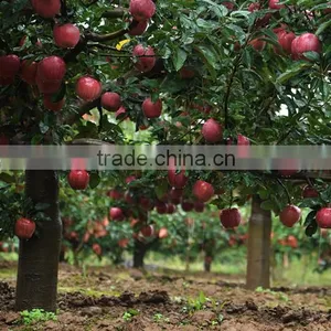 Fresh Huaniu Apple From Gansu Province Fresh Huaniu Apple thumbnail-4
