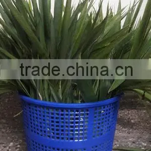 Fresh Bamboo Leaves thumbnail-2