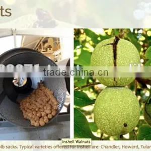 Walnut Inshell (USA Origin) thumbnail-1