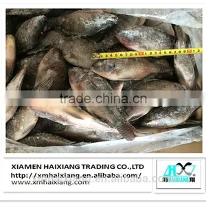 Frozen Whole IQF Tilapia Fish Farms in China thumbnail-1