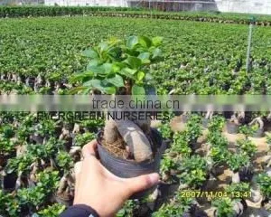 Evergreen Nurseries Agri-Tech LTD Fujian company overview - view 3 thumbnail