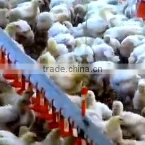 Chicken Feeders And Drinkers/Broiler Feeder And Drinkers/Turkey Feeder And Drinkers thumbnail-4