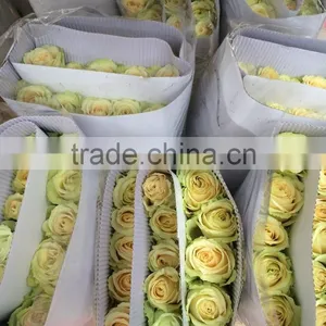 Green Roses Fresh Cut Roses and Fresh Roses for Sale thumbnail-2