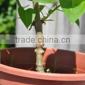 SUCA Grafting Tools With Three Blades Made in Yongkang. thumbnail-1