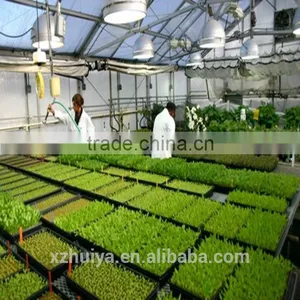 Spinch Growing Sponge thumbnail-6