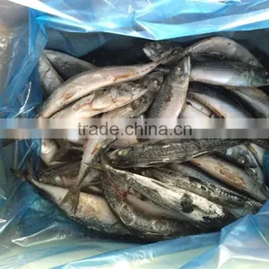 NEW 2016 SHIPFROZEN Pacific Mackerel 200-300g thumbnail-3