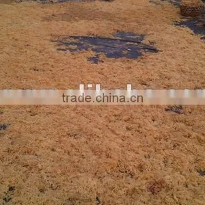 Eucheuma Spinosum With Good Price thumbnail-1