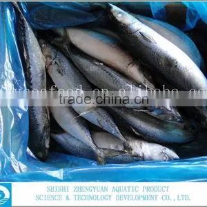 For Africa/Southeast Sell Market Frozen Fish Frozen Mackerel thumbnail-3