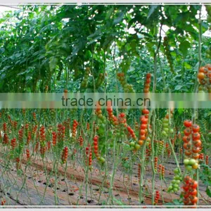 Low Cost PEP Plastic Film Covering Tunnel Tomato Greenhouse thumbnail-2