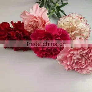 Decorative Flowers Carnation Cut Flower For Wedding Decoration From Yunnan,China thumbnail-4