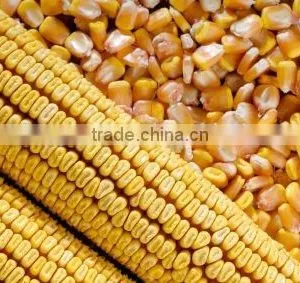 CORN thumbnail-1