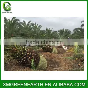 Phoenix Canariensis Palms Trunk 1m (3) thumbnail-1