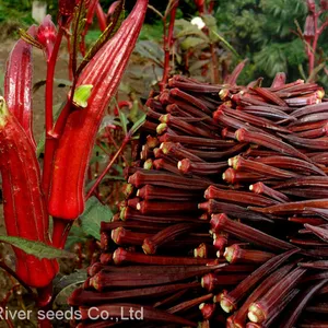 500pcs China Wholesale Hybrid Good Price Red Green Long Okra Seeds Okro Abelmoschus Esculentus Seed for Planting thumbnail-2