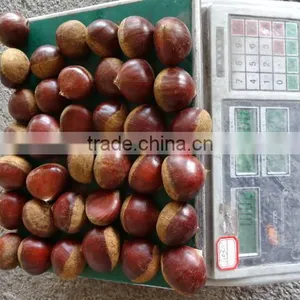 2015 Crop Chinese Shandong Origin Fresh Chestnut for Export thumbnail-2