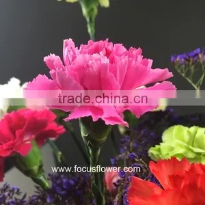 Fresh Cut Flower Buyer Purple Carnation Flower Arrangement From Kunming Superbly Carnation Flowers thumbnail-2