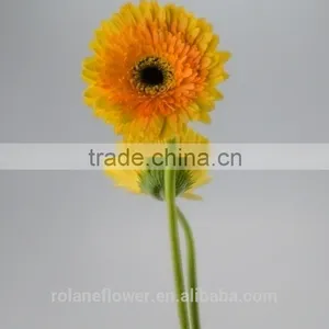Export High Quality Foam Gerbera Flower Gerbera Flower Seeds With 70-80cm Long From Yunnan, China thumbnail-2