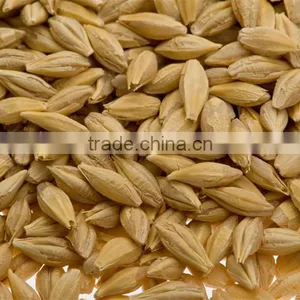 Whole Grain Barley thumbnail-1
