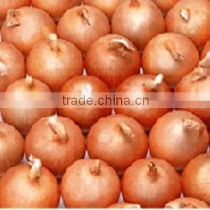 Best Pearl Onions Fresh Yellow Onion Types Low Price for Sale thumbnail-4