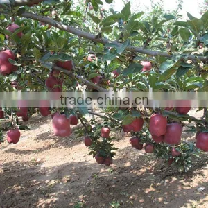 Huaniu Apples thumbnail-1