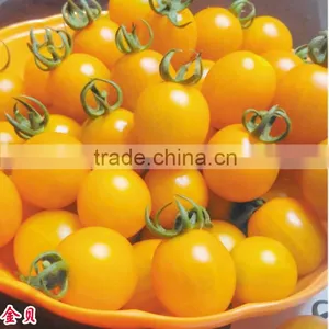 2016 Good Quality Hybrid Golden Yellow Cherry Tomato Seeds for Growing and for Sale-Golden Baby thumbnail-1