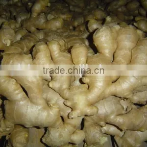 Fresh Mature Fat Ginger thumbnail-3
