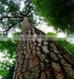 Pine Bark Extract Powder thumbnail-1