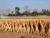 Straight Strong Wooden Broom Handle 90cm thumbnail-3