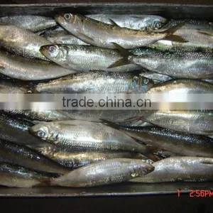 Sardine Whole Round & HGT thumbnail-1