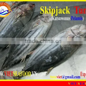 W/R FROZEN SKIPJACK TUNA thumbnail-1