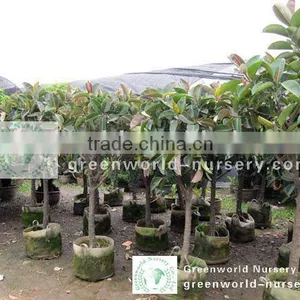 Ficus Elastica Exporter thumbnail-1
