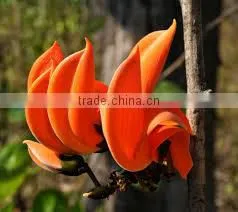 Butea Monosperma thumbnail-2