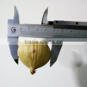 China Hot Black Single Clove Garlic thumbnail-4