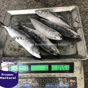 Scomber Japonicus Frozen Pacific Mackerel 200-300g,China Origin Frozen Mackerel Fish thumbnail-1