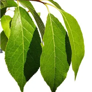 100% Pure Eucommia Extract Chlorogenic Acid Powder 5-98%（10% 25% 30% 50% 90%） (HPLC) thumbnail-5