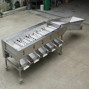 Vegetable Sorting Machine for Sale for Onion & Olive Sorting With Core PLC Components thumbnail-5