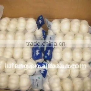 Crop 2011 Fresh White Garlic thumbnail-1