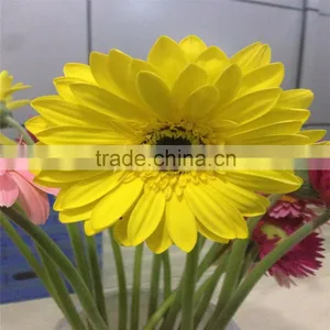 From China Fresh Cut Flower Multicolor Gerbera For Wholesale thumbnail-4