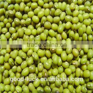 China Heilongjiang Green Mung Beans ( Food Grade) Quality Choice thumbnail-2