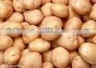 Round Potato thumbnail-1