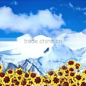 Premium Wholesale Chinese Herbal Tea Increase Immunity Tea High Mountain Herb Kunlun Snow Chrysanthemum Dried Flower Tea thumbnail-5