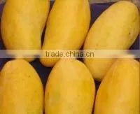 Pakistani Fresh Mango Sindhri thumbnail-1