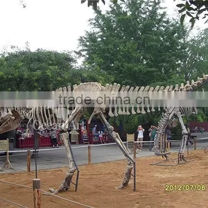 High Quality Dinosaur T-rex Fossil Model/Trade Assurance thumbnail-3