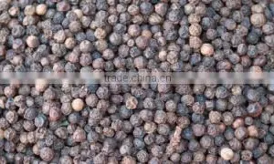 Black Peppers thumbnail-1