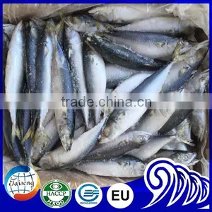 Frozen Mackerel Price Indian Mackerel Pacific Mackerel thumbnail-3