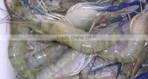 Fresh Water Prawns thumbnail-3