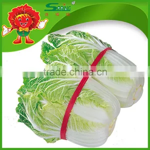 Chinese Cabbage Fresh Green-yellow Cabbage thumbnail-1