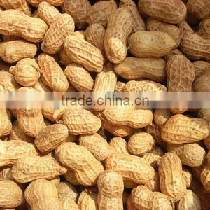 Peanuts in Shell-2013 New Crop thumbnail-1