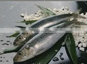All Sizes Frozen Seafood Frozen Sardine for Fishing thumbnail-1