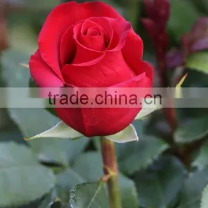 Wholesale Grade A Fresh Roses From India Fresh Rose Petals thumbnail-5