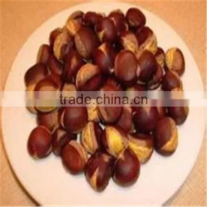 High Efficiency and Excellent Performance Chestnut Tapping Machine thumbnail-1